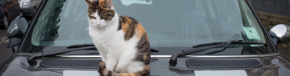 I’m just keeping it warm for&nbsp;you