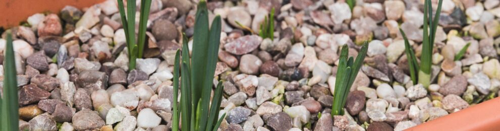 Narcissus