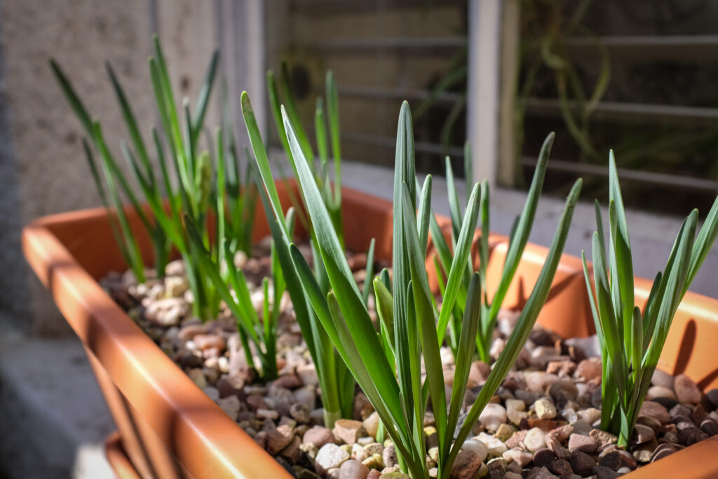 Daffodils not far from blooming.