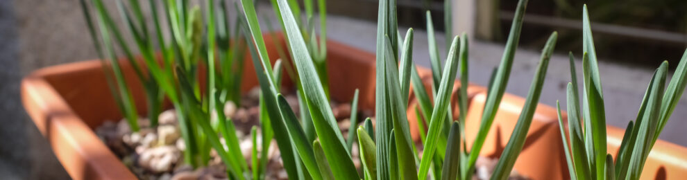 Spring, springing Spring, springing