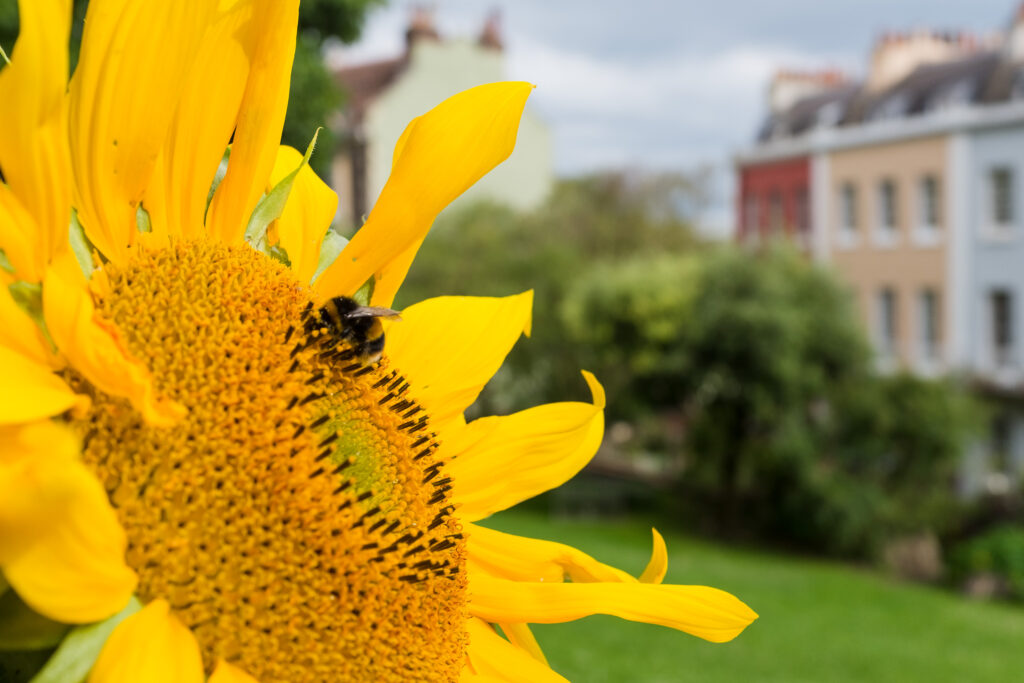 Bee on a sunflower